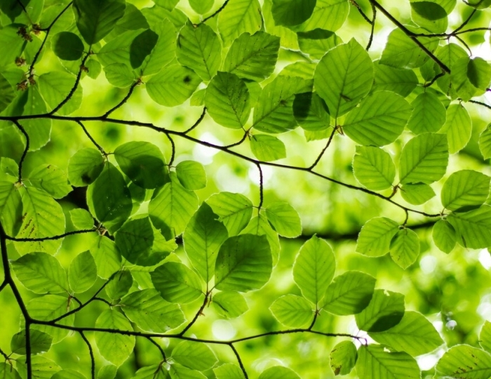 Программа «Легкое дыхание» - Лечебные программы - Санаторий «Ислочь» Беларусь